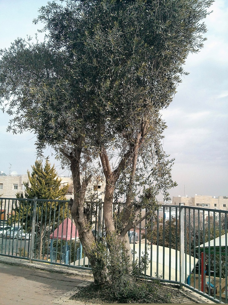 עץ זית בחצר גן בירושלים