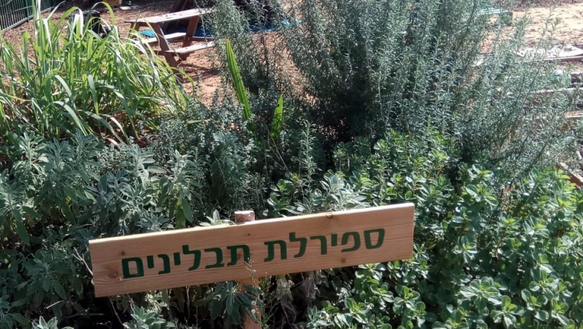 צמחי מרפא ושימושיהם בגן הילדים